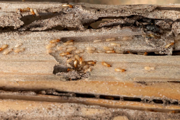 Best Pest Control Near Me  in Irvington, NY
